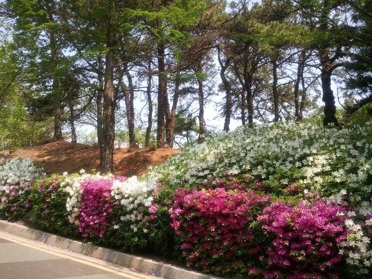 2Luda Egbalic, flowering shrubs, Korea, FB.jpg